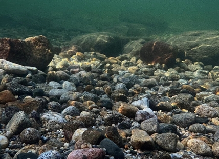 iN PHOTOS: Underwater views in Kamloops, Okanagan areas