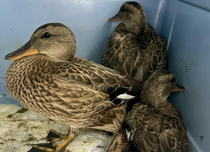 iN VIDEO: Ducks fly free after lengthy stay at Kamloops wildlife centre