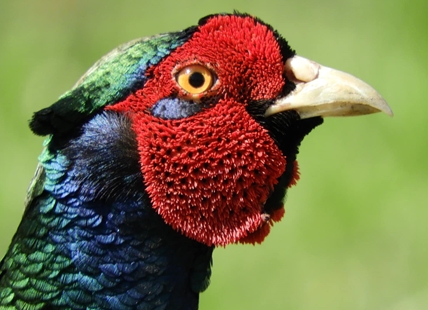 iN PHOTOS: Fun facts about ring-necked pheasants in Kamloops, Okanagan