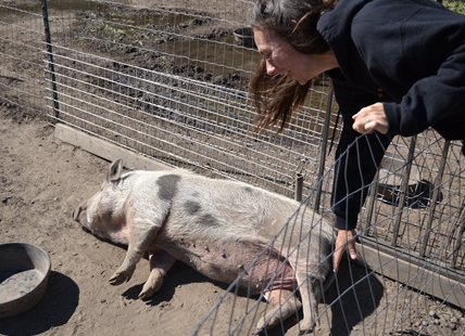 iN PHOTOS: Where lost pigs live out their days in the Okanagan