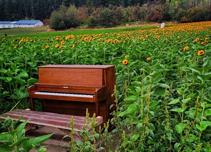 iN PHOTOS: Sunflower festival in Armstrong 'a photographer's dream'