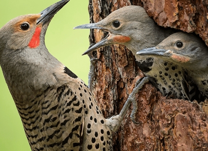 iN PHOTOS: Okanagan wildlife photographers win province-wide contest