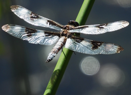 iN PHOTOS: Protected wetlands burst with life in Kelowna and Kamloops