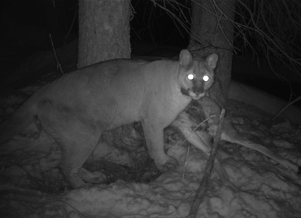 UBCO researchers study relationship between cougars, carrion and birds