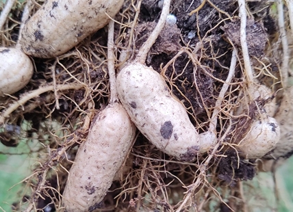 Kelowna gardener grows an unusual and tasty crop: peanuts