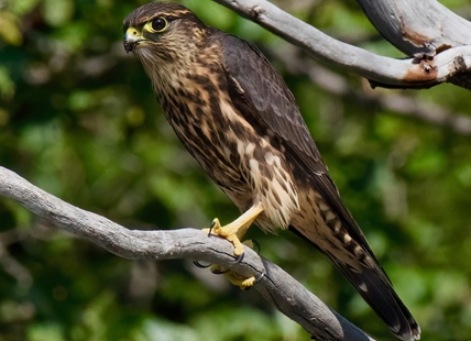 iN PHOTOS: One of the smallest, fiercest falcons in Kamloops, Okanagan skies