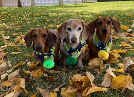 iN PHOTOS: Adorable dogs loving leaves in Kamloops, Okanagan