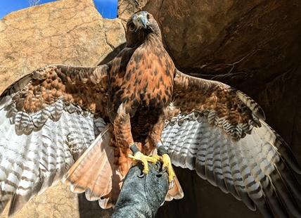 Raptor rescues in Kamloops, Okanagan dodge avian flu during latest outbreak