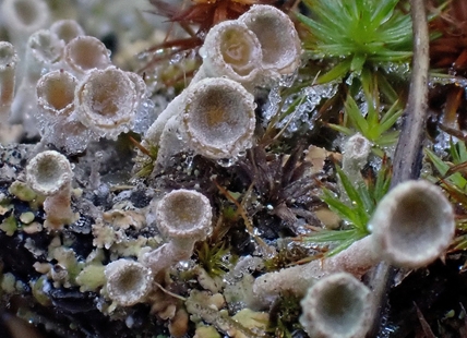 iN PHOTOS: A look at the miniature world of lichens in Kamloops, Okanagan