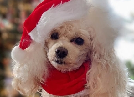 iN PHOTOS: Cute pets dressed up for the holiday season in Kamloops, Okanagan