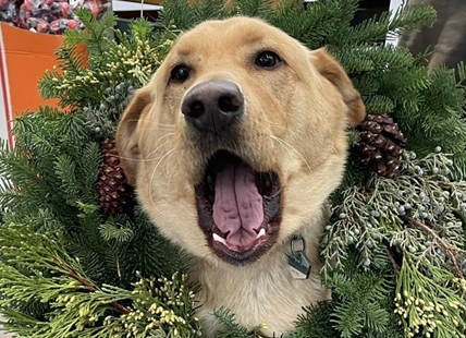 iN PHOTOS: Pets dressed up for the holiday season in Kamloops, Okanagan - Part Two