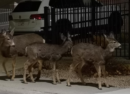 iN VIDEO: Watch a herd of deer practise crosswalk safety in Penticton