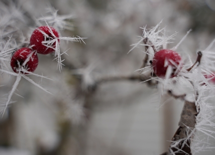 iN PHOTOS: Hoarfrost crystals create magical winter photography in Kamloops, Okanagan