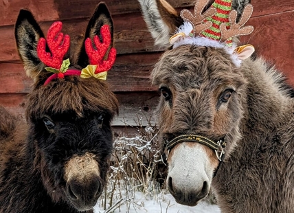 iN PHOTOS: Pets celebrating the holiday season in Kamloops, Okanagan - Part Three