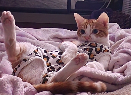 iN PHOTOS: Cute cats lounge away in Kamloops, Okanagan