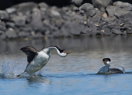 iN PHOTOS: Courting grebes do bird ballet on Shuswap Lake