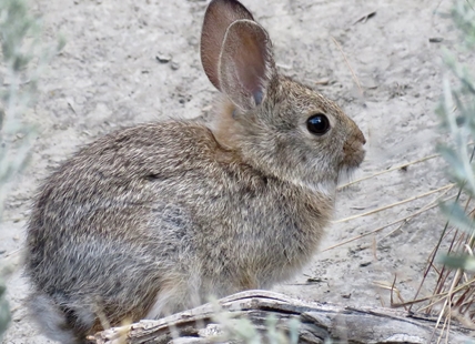 iN PHOTOS: Penticton photographer gets pics of speedy cottontail rabbits