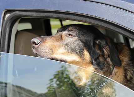 What do if you see a pet in a hot car in Okanagan, Kamloops