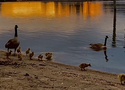 iN VIDEO: Baby geese waddle on beach under stunning Kamloops sunset