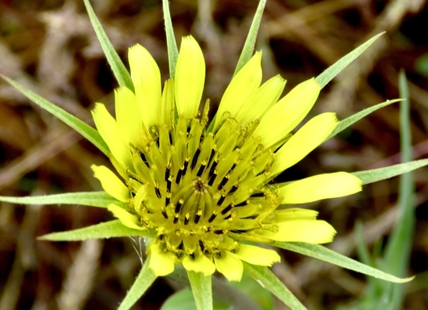 iN PHOTOS: Six colourful wildflowers growing in Okanagan, Kamloops
