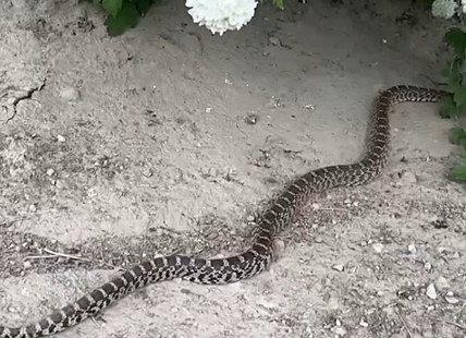 iN VIDEO: Great basin gopher snake slides across South Okanagan backyard