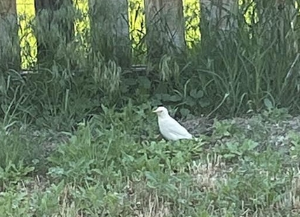 iN VIDEO: Pure white starling spotted in South Okanagan flock