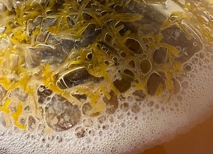 iN VIDEO: Kamloops forager uses dandelions to make mead