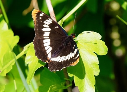 iN PHOTOS: Six butterflies to look for this summer in Okanagan, Kamloops