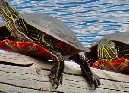 Public input needed for new study on painted turtle nesting in Vernon