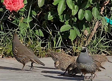 iN VIDEO: Quail family goes for a stroll in sunny Penticton