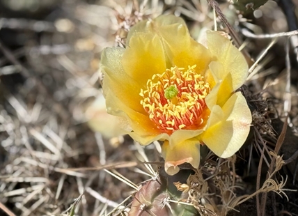 iN PHOTOS: Prickly pear cactus has brief, colourful bloom in Kamloops, Okanagan