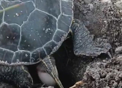 iN VIDEO: Western painted turtle lays eggs into sandy nest in Vernon