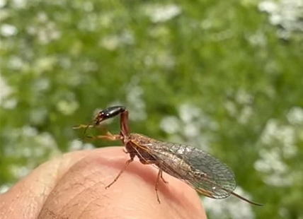 iN VIDEO: Kelowna gardener gets close up look at a snakefly