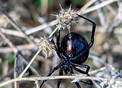 iN PHOTOS: Six fascinating spiders to spot in Kamloops, Okanagan