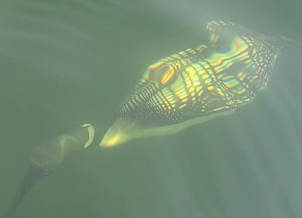 iN PHOTOS: Critters get wet and wild in Kamloops, Okanagan