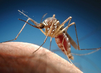 The weather will decide how pesky mosquitos will be in Kamloops, Okanagan