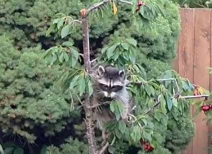 iN VIDEO: Rascally raccoon swipes cherries in Kamloops garden