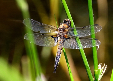 iN PHOTOS: Dragonflies control mosquitoes in Kamloops, Okanagan yards