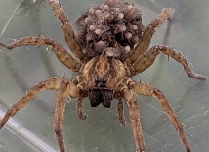 iN PHOTOS: Arachnophobia inducing spiders in Kamloops, Okanagan