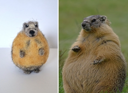Kamloops' 'mammoth-sized' marmot has a superfan in Scotland