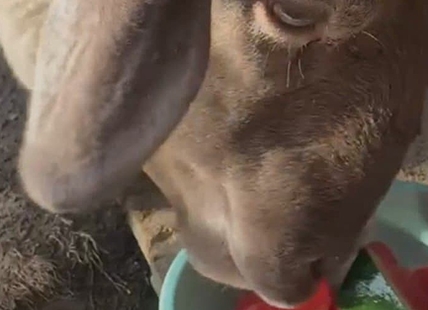 iN VIDEO: Sheep slurps up watermelon to beat the heat in Kamloops