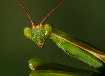 iN PHOTOS: Frightful facts about the praying mantis in Okanagan, Kamloops