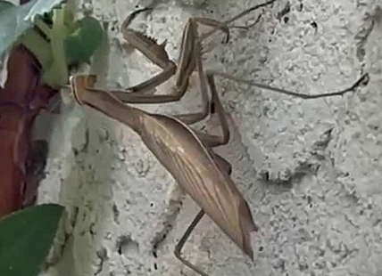 iN VIDEO: Praying mantis bobs and sways in South Okanagan