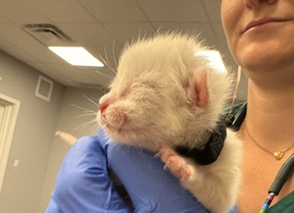 One of three newborn kittens found in Kelowna scrap yard survives