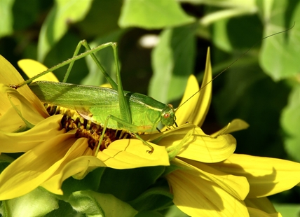 iN PHOTOS: Five nocturnal noisemakers in Okanagan, Kamloops