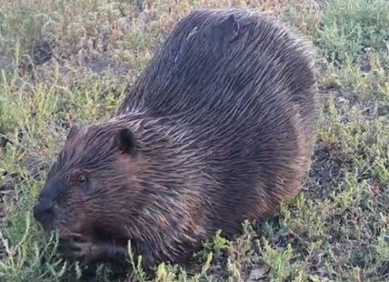 iN VIDEO: Kamloops busy beaver has morning munchies