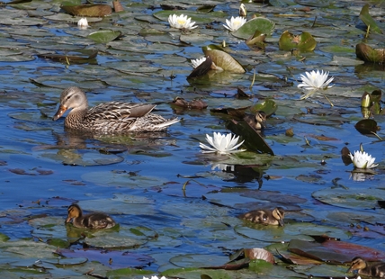 iN PHOTOS: Whimsical water lilies bloom in Okanagan, Kamloops