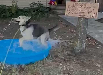 iN VIDEO: Dog overjoyed with free neighbourhood puppy pool in Armstrong