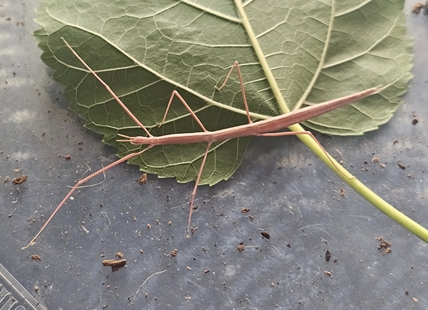 iN VIDEO: South Okanagan naturalist makes rare insect find