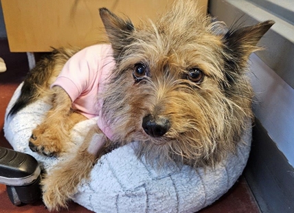West Kelowna Yorkie recovering after rescue from breeder